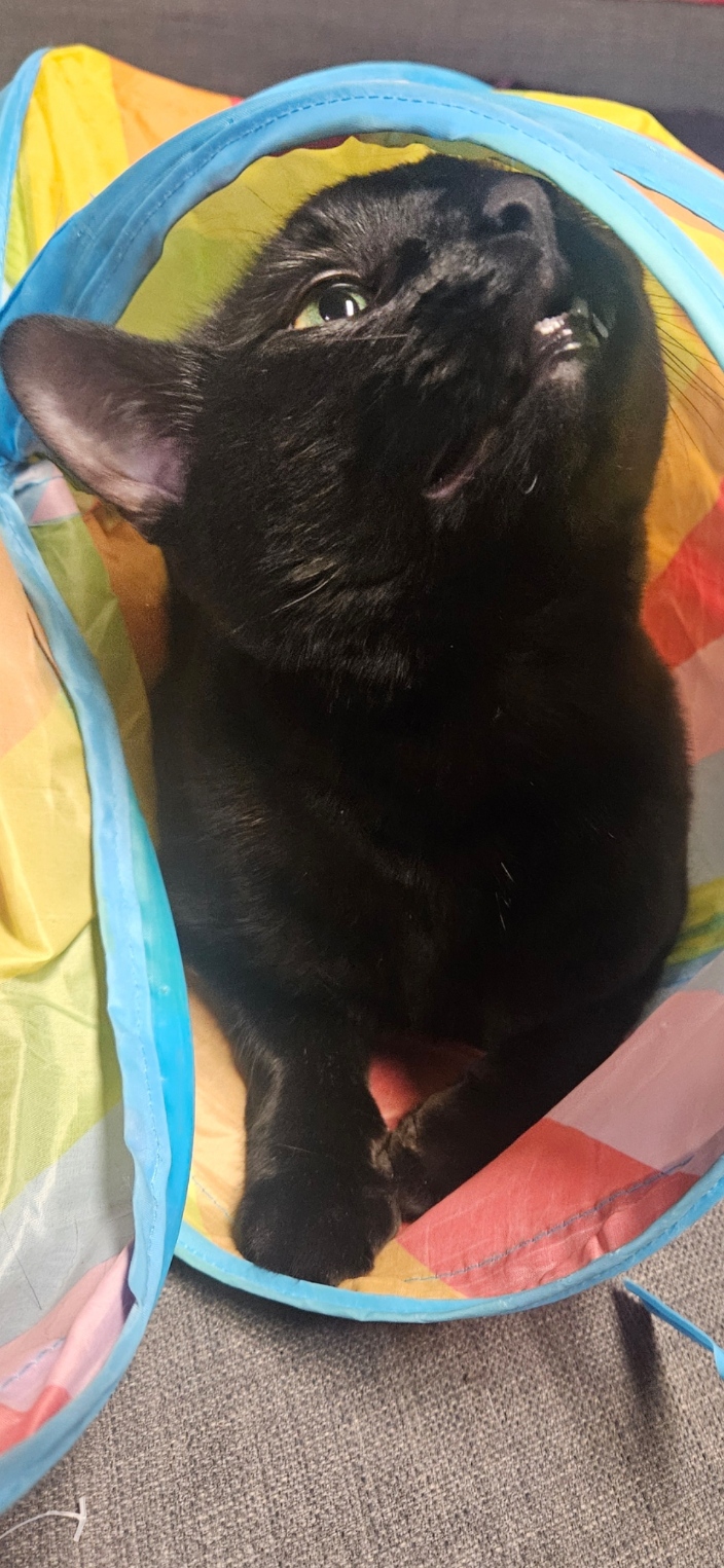 My other cat, chief security officer: Thorin